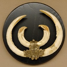 Keilerwaffen Wildschweinwaffen (Sus scrofa) CIC 106,6 IP L 22,3 cm Keiler Gewaff