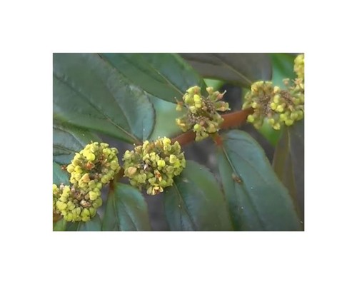 30x euphorbia hirta einjährig - euphorbia,