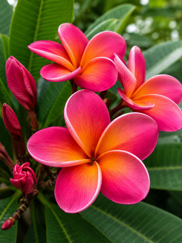 615a plumeria pinky - 615a,