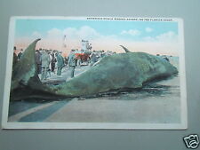 AK Walfang Wal -  Florida baleine whale (27)