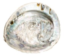 Abalone Muschel 14–17 cm