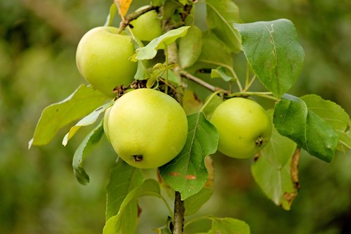 Apfelbaum stecklinge grüner - stecklinge,
