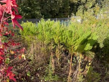 3 St. Kalif. Berg-Mammutbaum