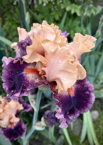 Schwertlilie iris - schwertlilie,