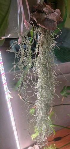 Tillandsia usneoides 60 - usneoides, 50–60