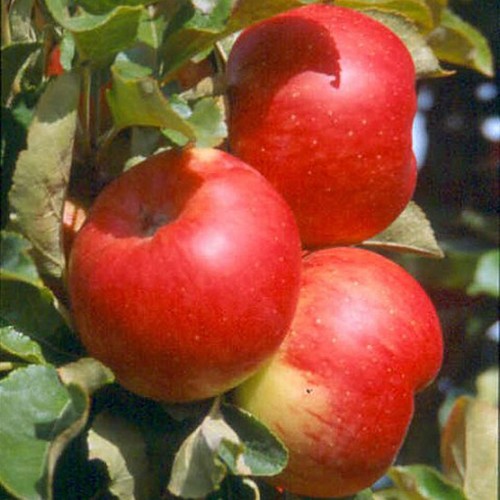 Säulenapfel sonate - säulenapfel,