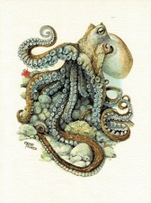 Gemeiner Krake Achtfüßige Tintenfische - Kunstdruck-Bild - 25,5 x 17,5 cm (e)