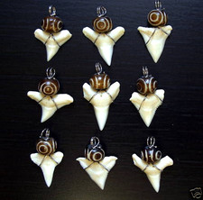 Haizahn Haizähne Surfer Zahn