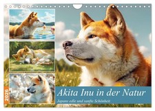 Akita Inu in der Natur. Japans