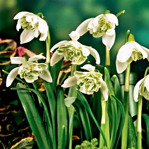Galanthus blumenzwiebeln - galanthus,