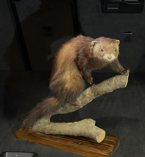 Marder auf ast - auf, tierpräparat