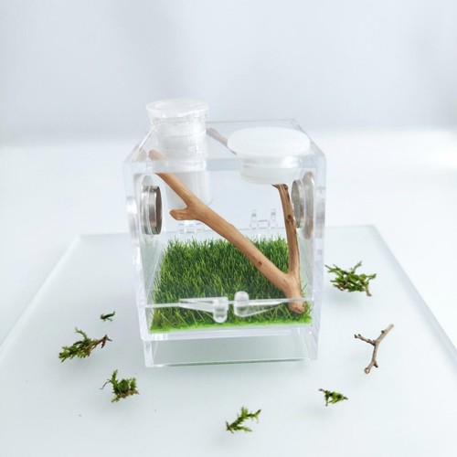 spinnen-terrarium