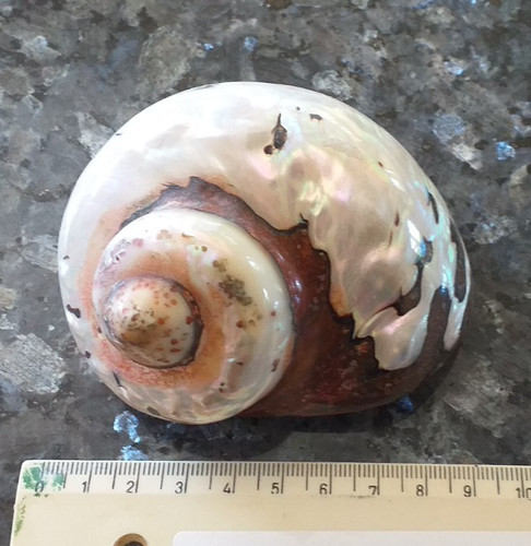 Muschel schnecke teilweise - muschel,