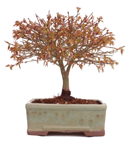 Bonsai acer palmatum - bonsai,