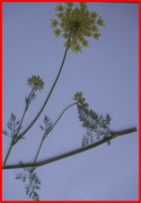 10 gepresste Pflanzen für ein