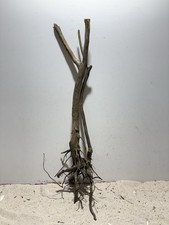 Dunkle Moorwurzel XL