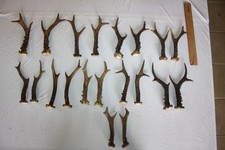 10  Paar Rehstangen, Rehbock
