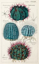 Dietrich Kaktus Melocactus