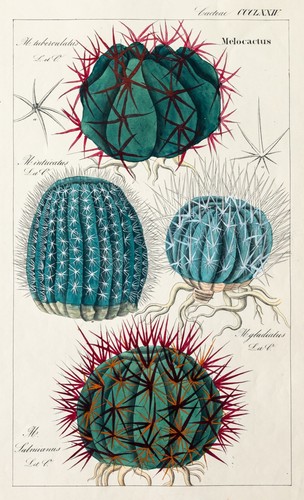 Dietrich kaktus melocactus - dietrich,