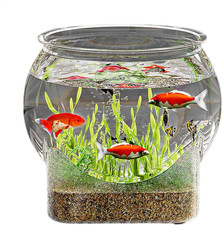 Rundes Fischglas, Aquarien
