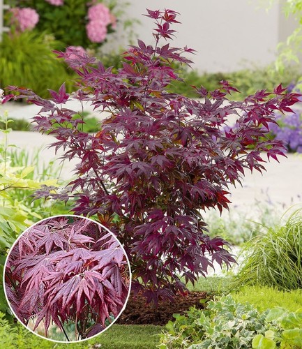 Baldur garten japanischer - baldur,