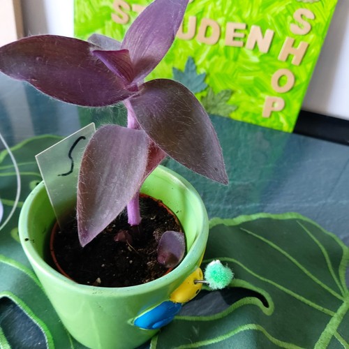 Tradescantia purple heart - tradescantia,