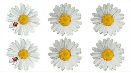 Margeriten hol dir den - hol,