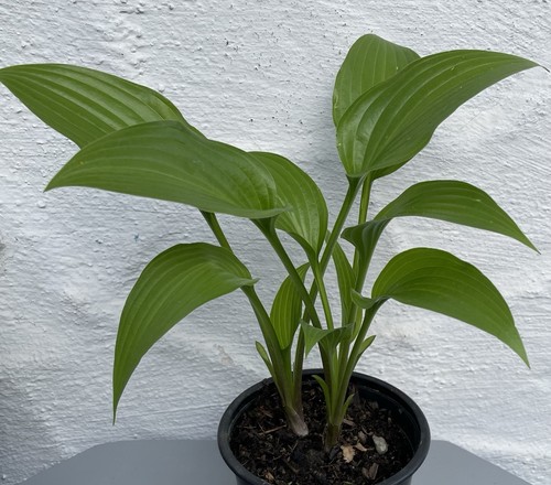 Hosta lancifolia