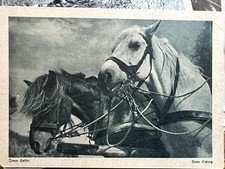 Pferdepostkarte AK Postkarte Pferd Flechsig Verlag
