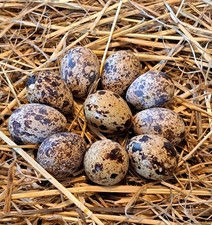 12 Feldwachtel Eier