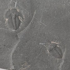 Kambrium juvenil trilobit - kambrium,