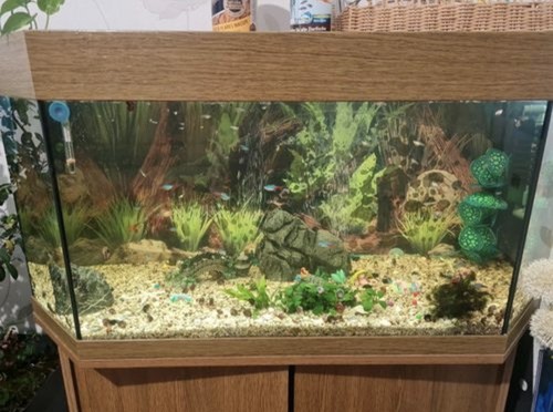 Rechteckiges glas aquarium - rechteckiges, glas-aquarium