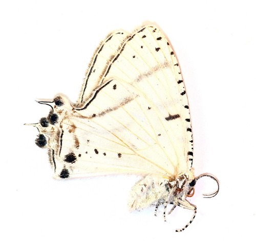 Lepidoptera uraniidae - lepidoptera,,
