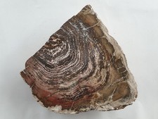 Riesiges lebachia - riesiges,