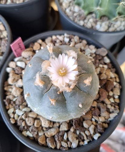 Kaktus ariocarpus will - kaktus,