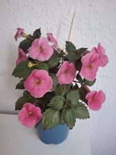 Achimenes ‘Arletta Pink’ – 2 Rhizome 