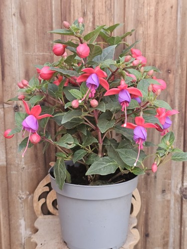 Fuchsie große abgebildete - ,