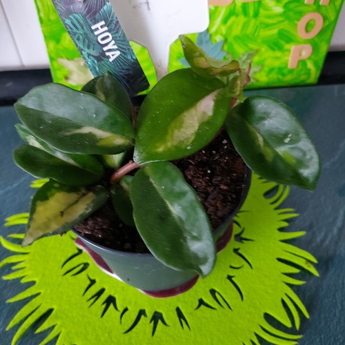 Porzellanblume hoya trie - porzellanblume,