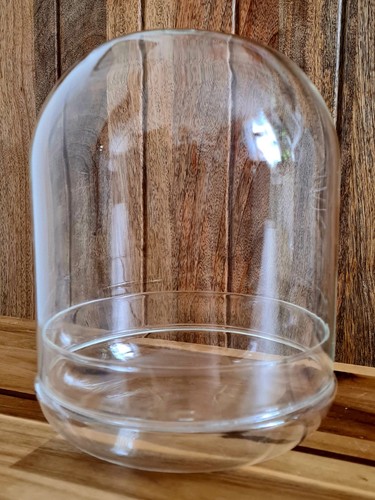 Mini pflanzen terrarium - pflanzen,