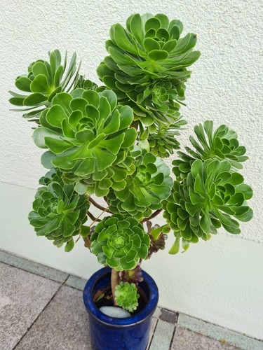 Aeonium arboreum 2 - *,