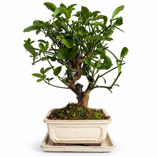 Bonsai citrus cleopatra - citrus,