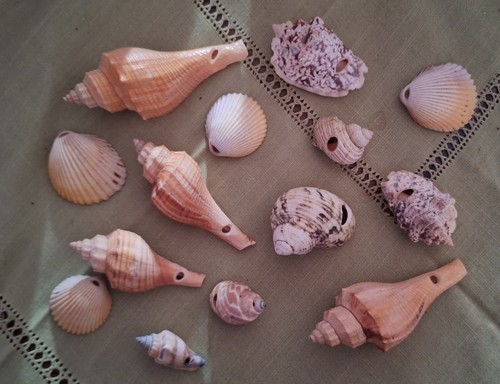 Konvolut muscheln - muscheln,