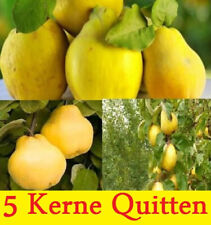 Türkische Quittensamen 5 Kerne Süßquitte Honigquitte Quittenbaum Seeds 