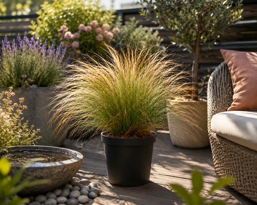 Federgras pony tails stipa - tails,