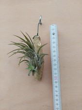Tillandsia ionantha Rubra 