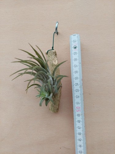 Tillandsia ionantha rubra - ionantha,