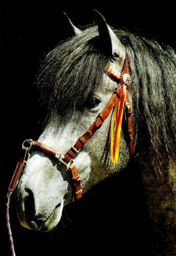 Ansichtskarte pferd reine - pferd:,