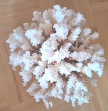 Große weiße Koralle