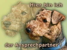 AIREDALE TERRIER Hundewarnschild SCHILD Metall Alu-Dibond Hundeschild NEU #8