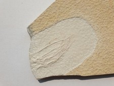 Herrliches Comaturella pinnata